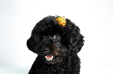 清版动作《双子星：盛气凌人》3月10日发售 登陆PC和主机